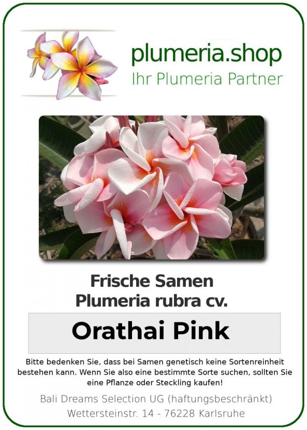 Plumeria rubra &quot;Orathai Pink&quot; (rose orangé)