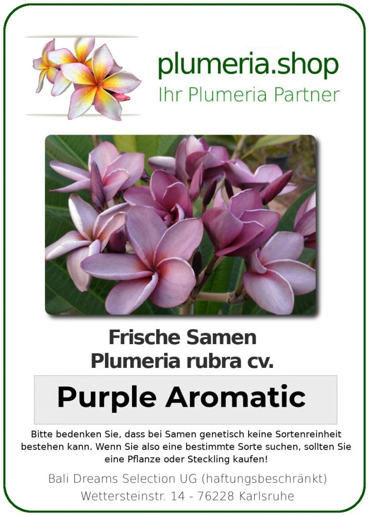Plumeria rubra "Purple Aromatic"