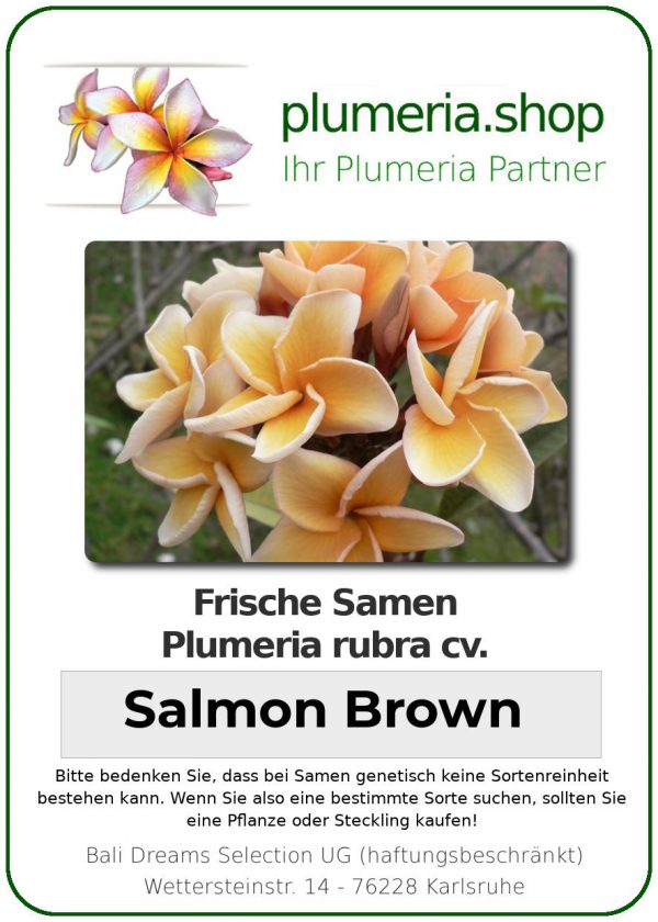 Plumeria rubra "Salmon Brown"