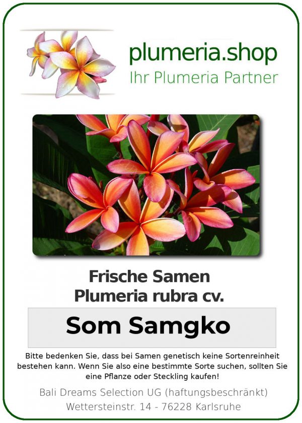 Plumeria rubra "Som Samgko"