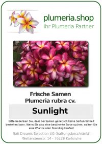 Plumeria rubra "Sunlight"