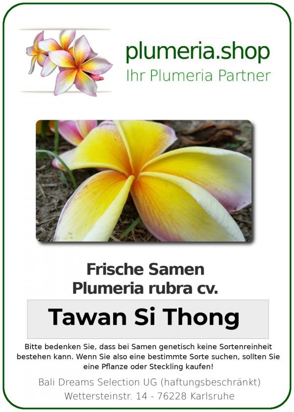 Plumeria rubra "Tawan Si Thong"