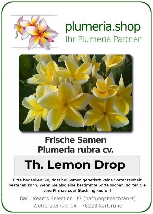 Plumeria rubra &quot;Thorntons Lemon Drop