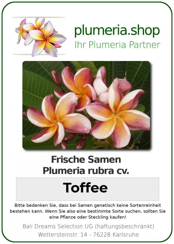 Plumeria rubra "Toffee"