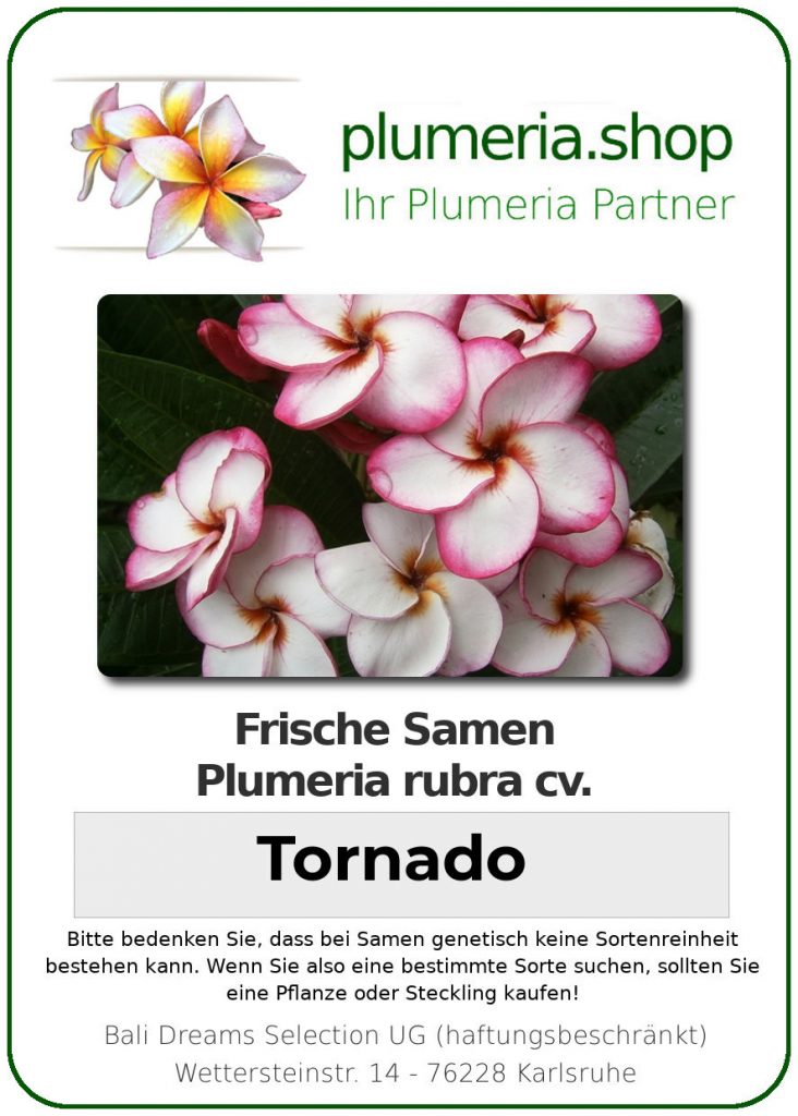 Plumeria rubra "Tornado"