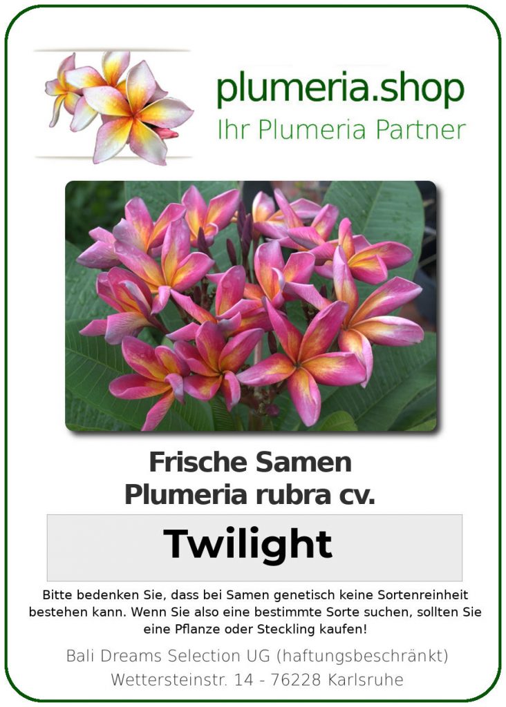 Plumeria rubra "Twilight"