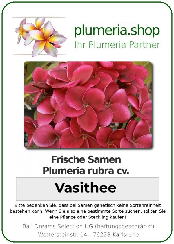 Plumeria rubra "Vasithee"