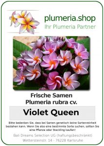 Plumeria rubra "Violet Queen"