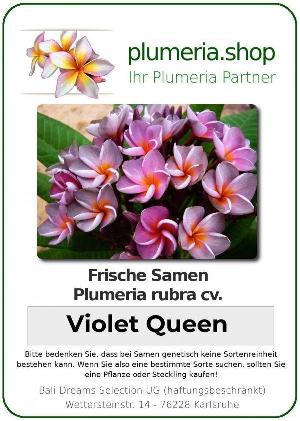 Plumeria rubra "Violet Queen"