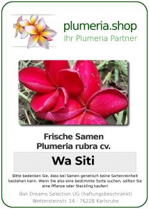 Plumeria rubra "Wa Siti"