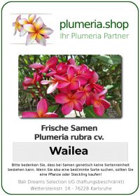 Plumeria rubra "Wailea"