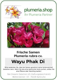 Plumeria rubra "Wayu Phak Di"