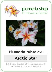 Plumeria rubra "Arctic Star"