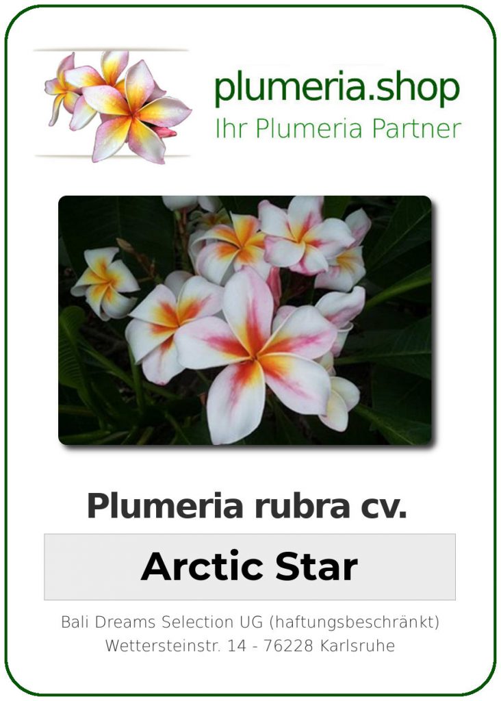 Plumeria rubra cv. "Arctic Star" aka "Madame Rainbow" - unbewurzelter Steckling