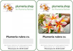 Pflanzenanhänger Plumeria