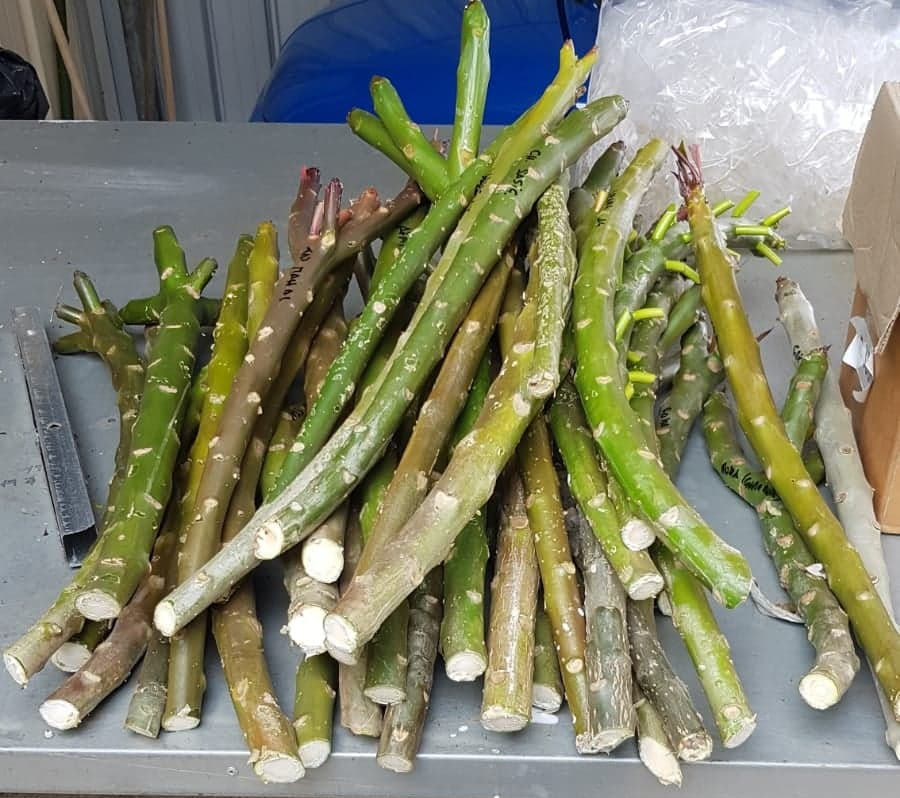 Plumeria cuttings