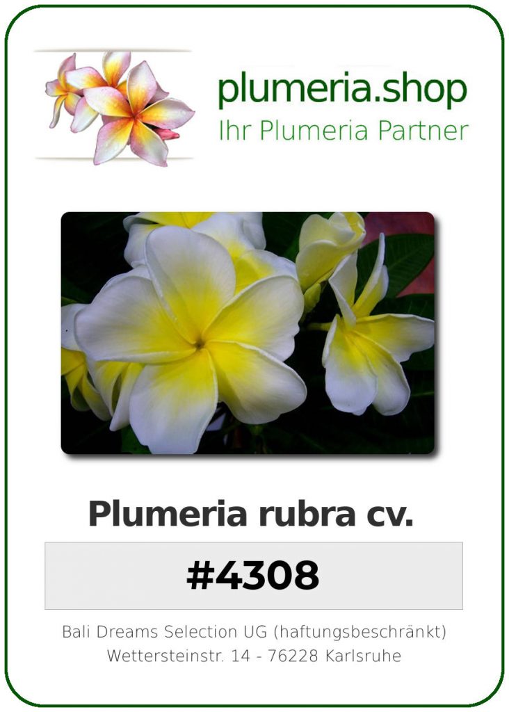 Plumeria rubra "#4308"
