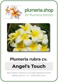 Plumeria rubra "Angel's Touch"