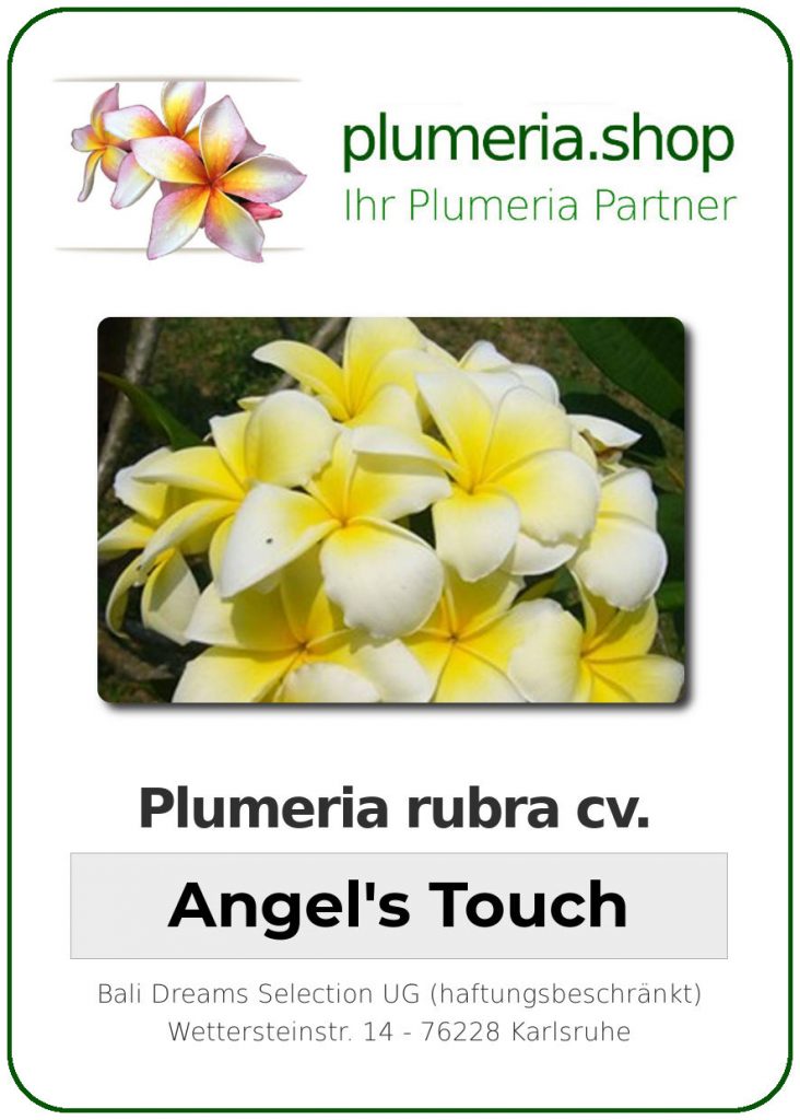 Plumeria rubra cv. "Angel's Touch" - unbewurzelter Steckling