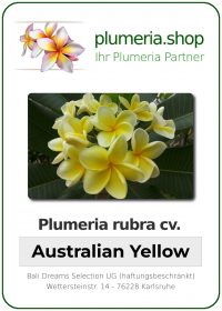 Plumeria rubra "Australian Yellow"