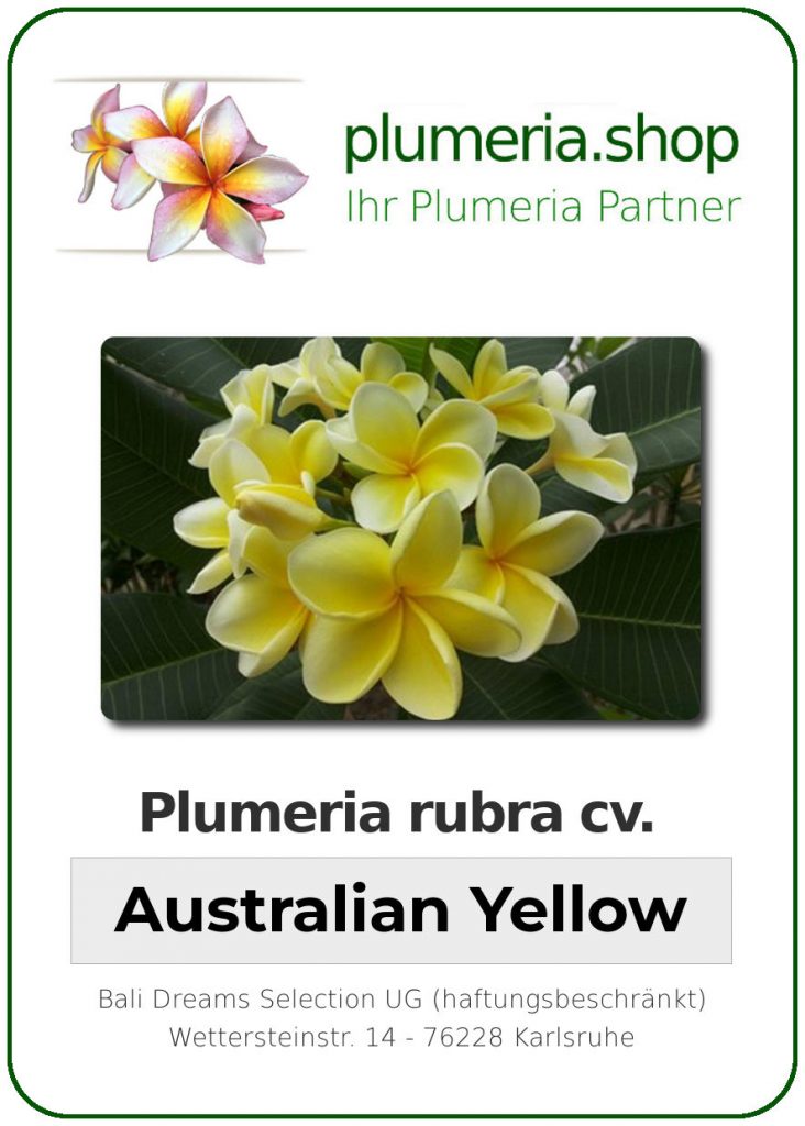 Plumeria rubra "Australian Yellow"