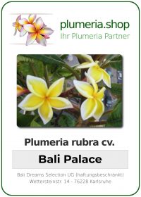 Plumeria rubra "Bali Palace"