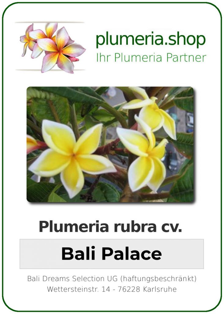 Plumeria rubra "Bali Palace" - wurzelnackt