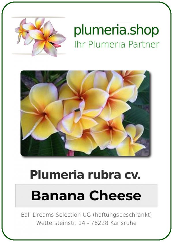 Plumeria rubra "Banana Cheese"