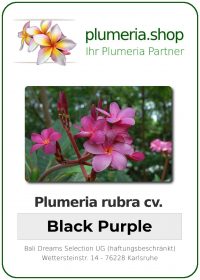Plumeria rubra &quot;Black Purple