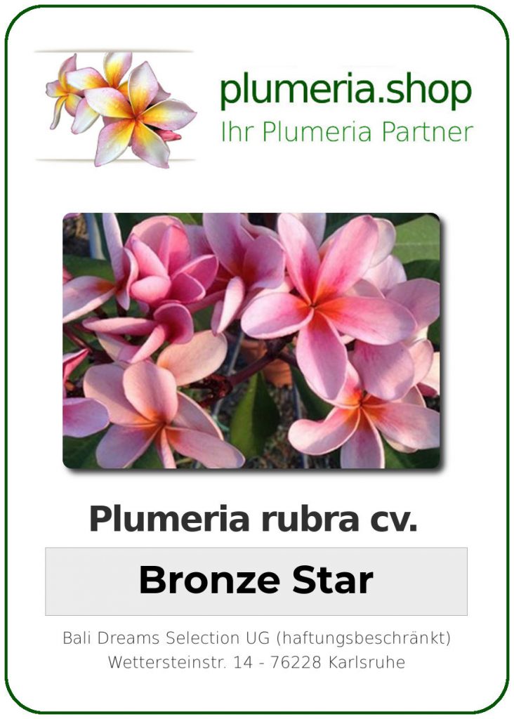 Plumeria rubra cv. "Bronze Star" - unbewurzelter Steckling