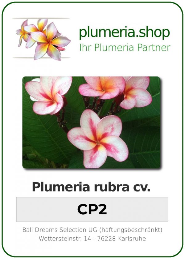Plumeria rubra "CP2"