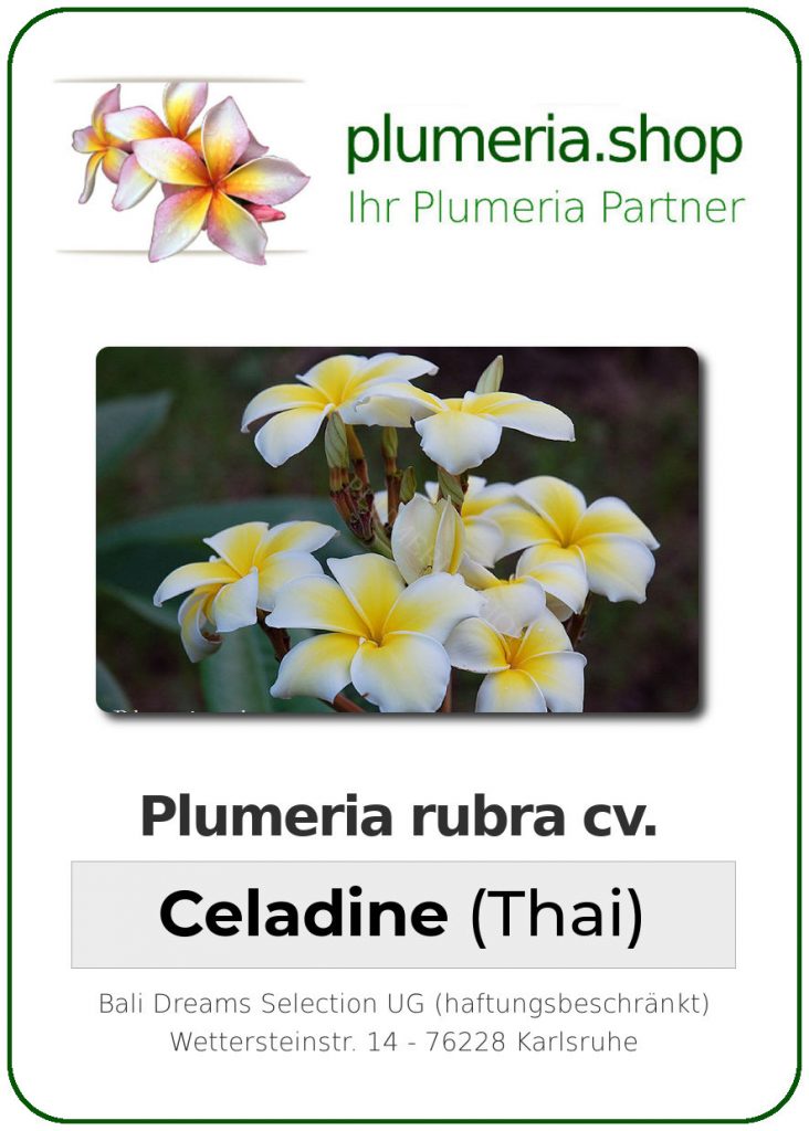 Plumeria rubra cv. "Lueang Supan" aka "Celadine" - unbewurzelter Steckling