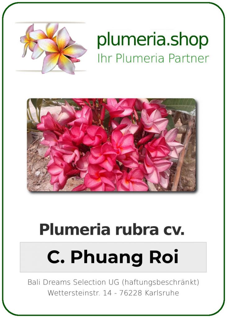 Plumeria rubra "Chompoo Puang Roi" aka "Dwarf Watermelon"