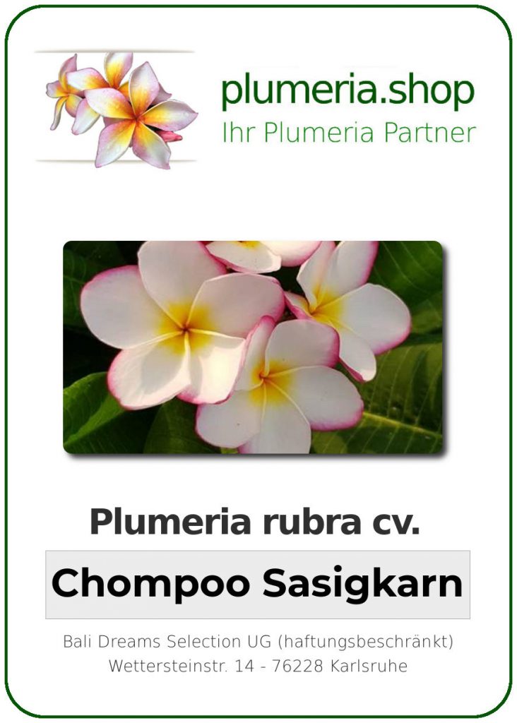 Plumeria rubra cv. "Chompoo Sasigkarn" - unbewurzelter Steckling mit Bruch