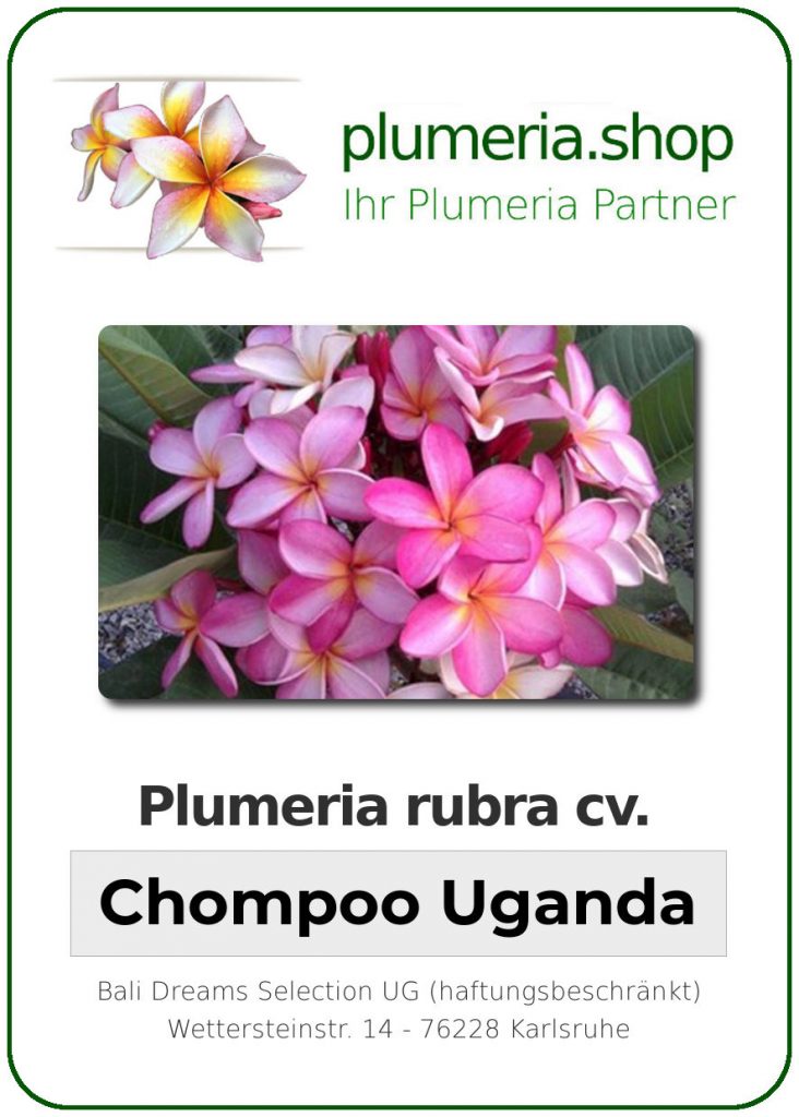 Plumeria rubra cv. "Chompoo Uganda" - unbewurzelter Steckling