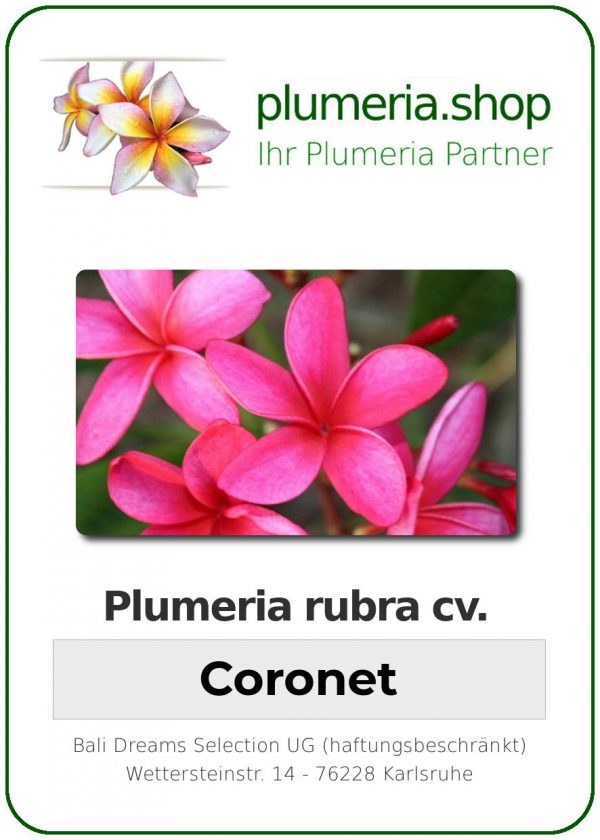 Plumeria rubra "Coronet"