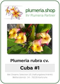Plumeria rubra "Cuba 1"