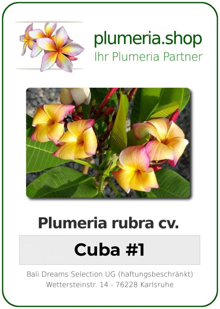 Plumeria rubra cv. "Cuba #1" - unbewurzelter Steckling