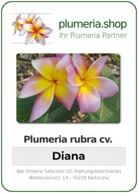 Plumeria rubra "Diana"