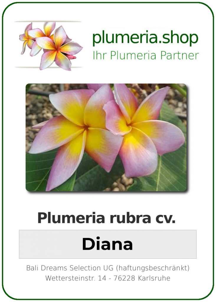 Plumeria rubra cv. "Diana" - unbewurzelter Steckling