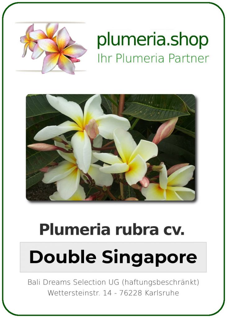 Plumeria rubra "Double Singapore"