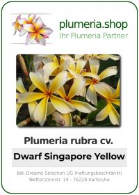Plumeria rubra "Dwarf Singapore Yellow"