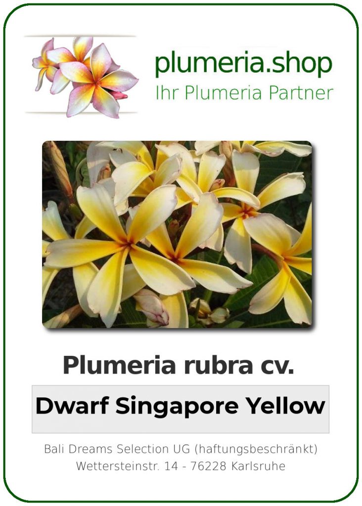 Plumeria obtusa "Dwarf Singapore Yellow" - wurzelnackt