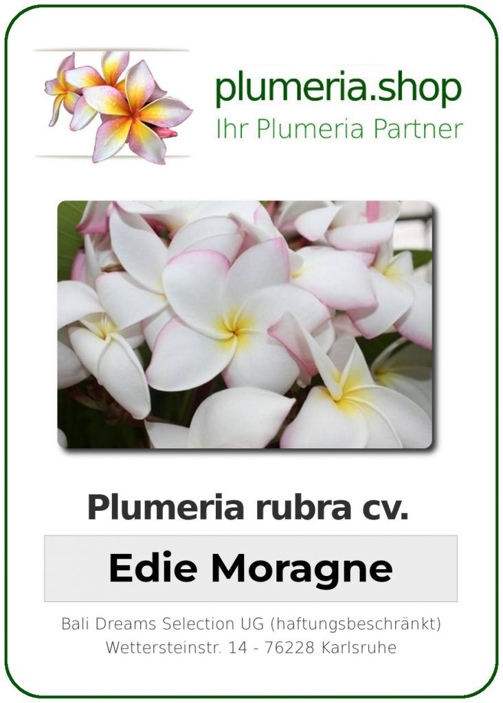 Plumeria rubra "Edie Moragne"