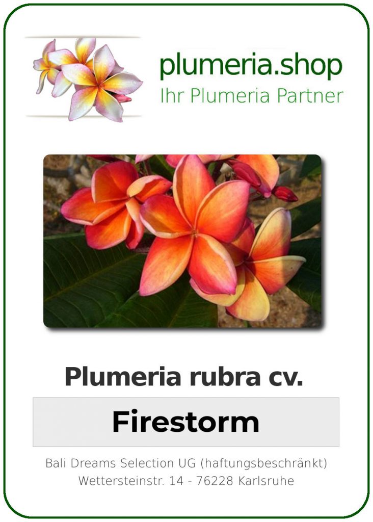 Plumeria rubra cv. "Firestorm" - unbewurzelter Steckling