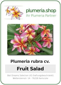Plumeria rubra "Fruit Salad"