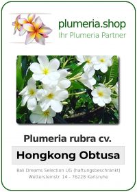 Plumeria obtusa "Hongkong Obtusa"