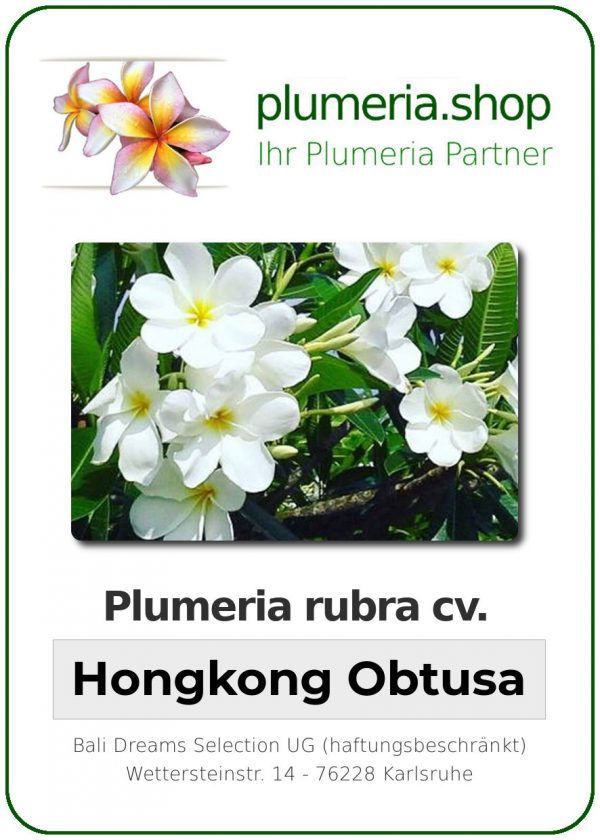 Plumeria obtusa &quot;Hong Kong Obtusa