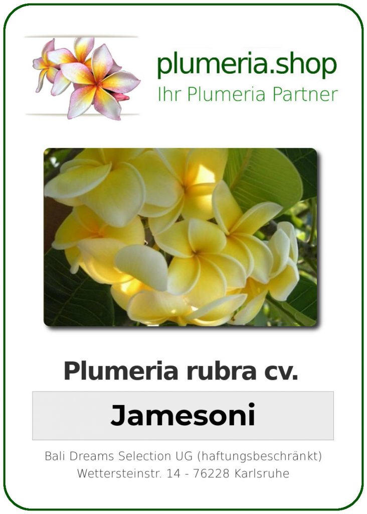 Plumeria rubra "Jamesoni"