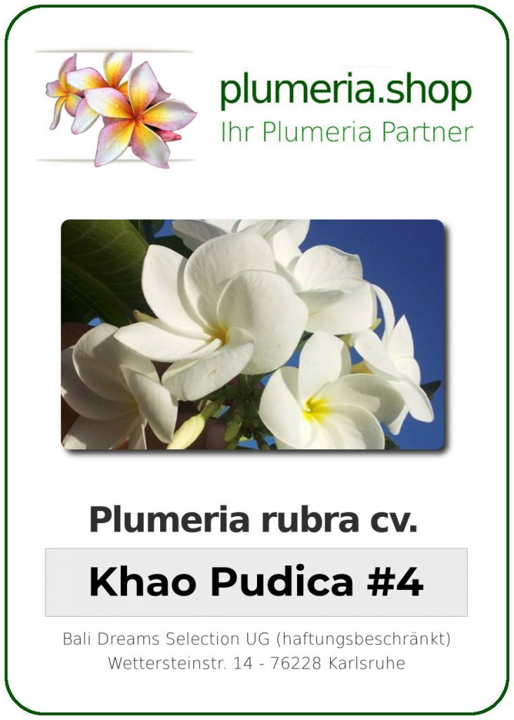 Plumeria rubra "Khao Pudica #4"